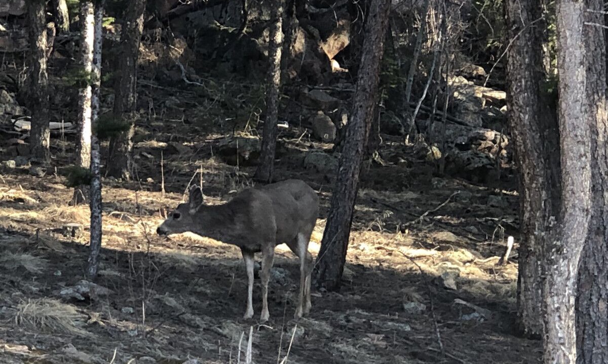 Photo of Others in Pine