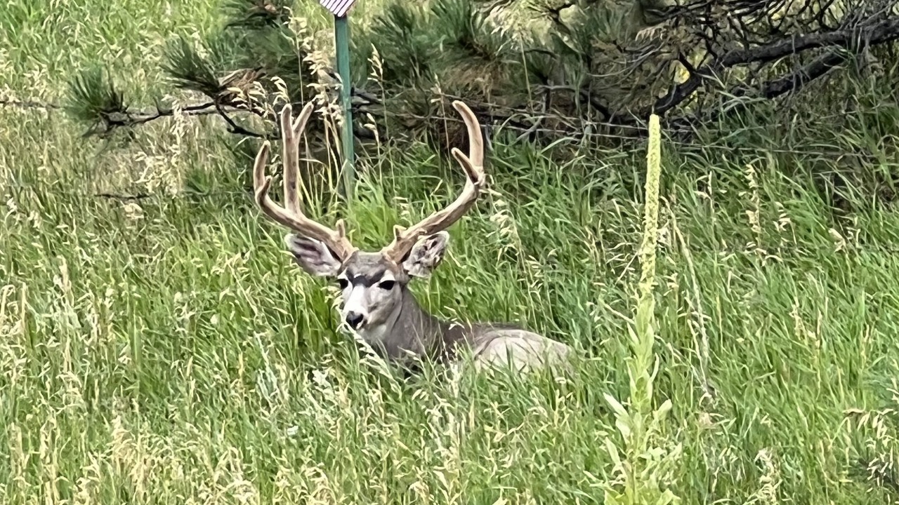 Photo of Others in Larkspur