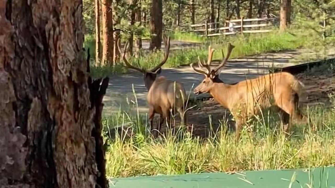 Photo of Others in Evergreen