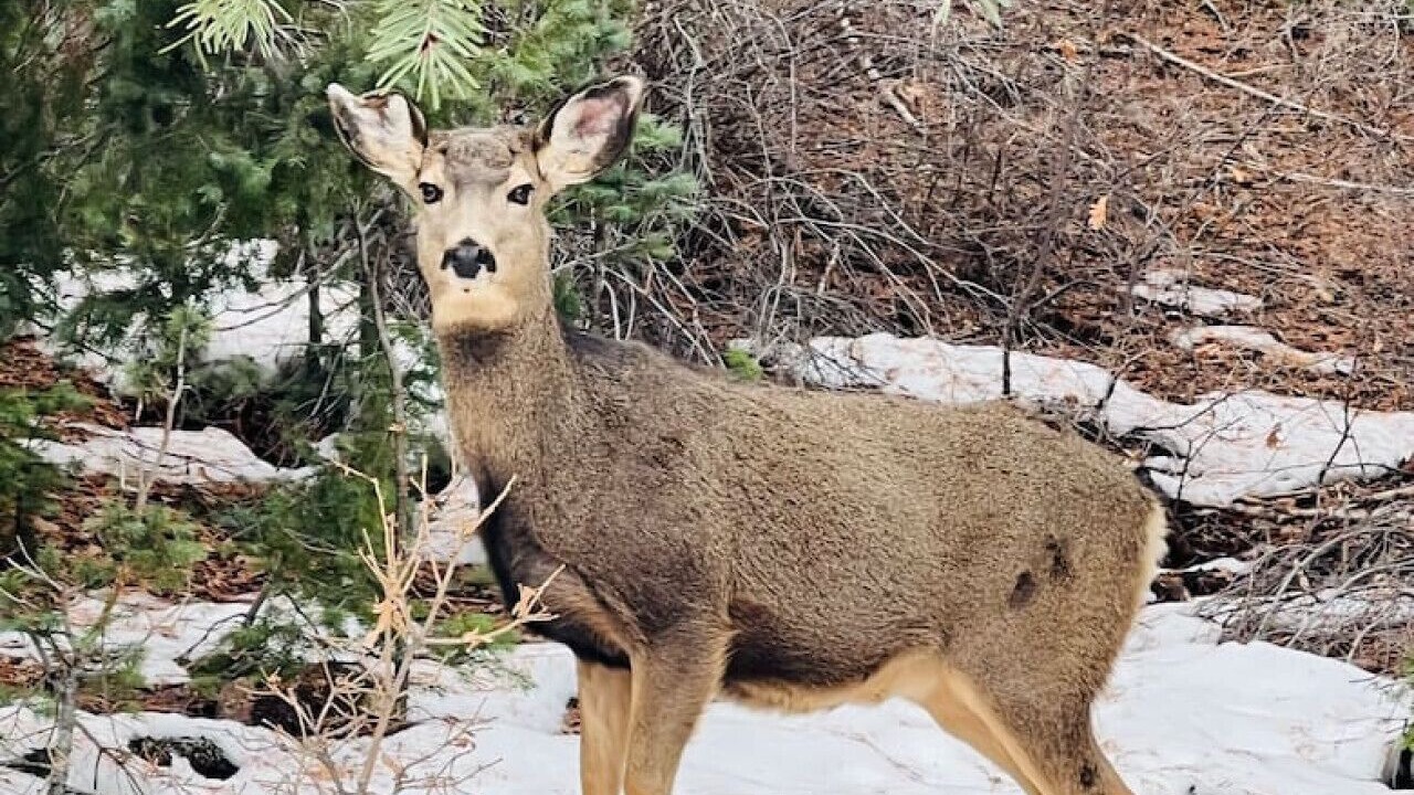 Photo of Others in Cheyenne Canyon