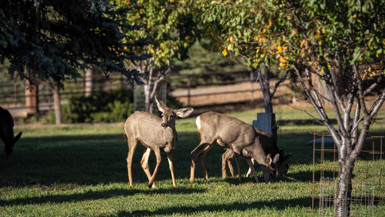 Photo of Others in Durango - Purgatory