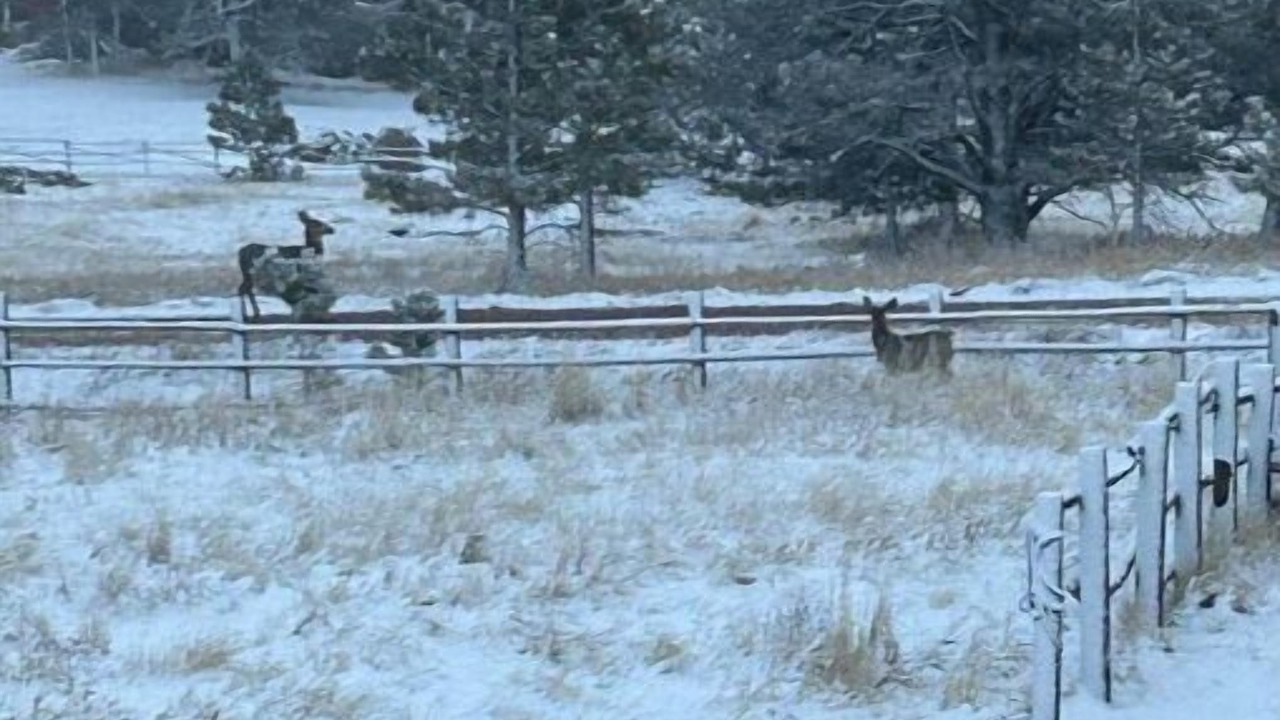 Photo of Others in Glacier View Meadows