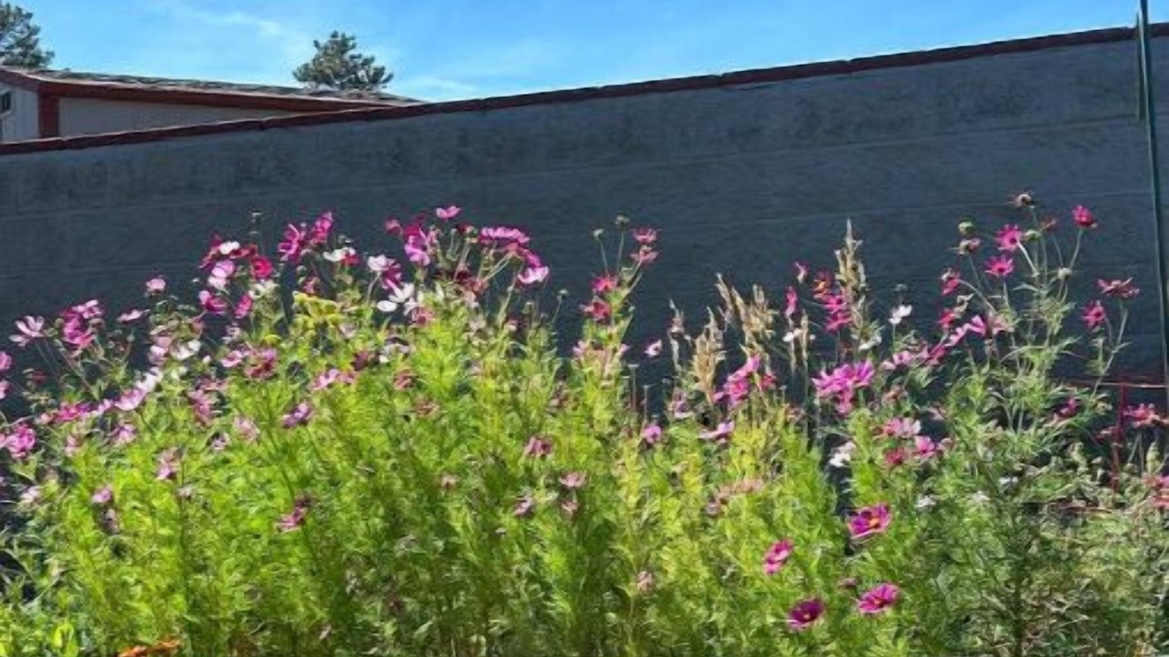 Photo of Outdoor in Glacier View Meadows