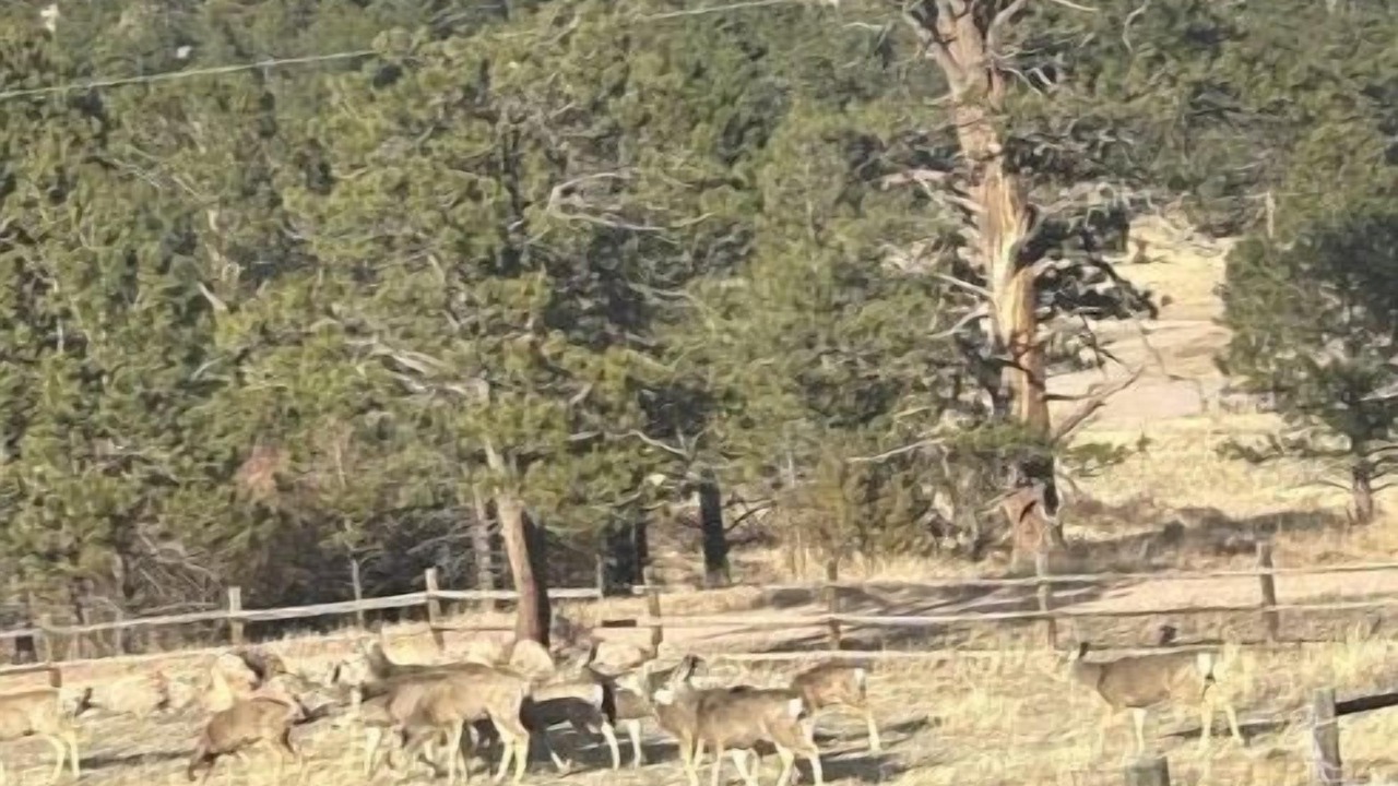 Photo of Others in Glacier View Meadows