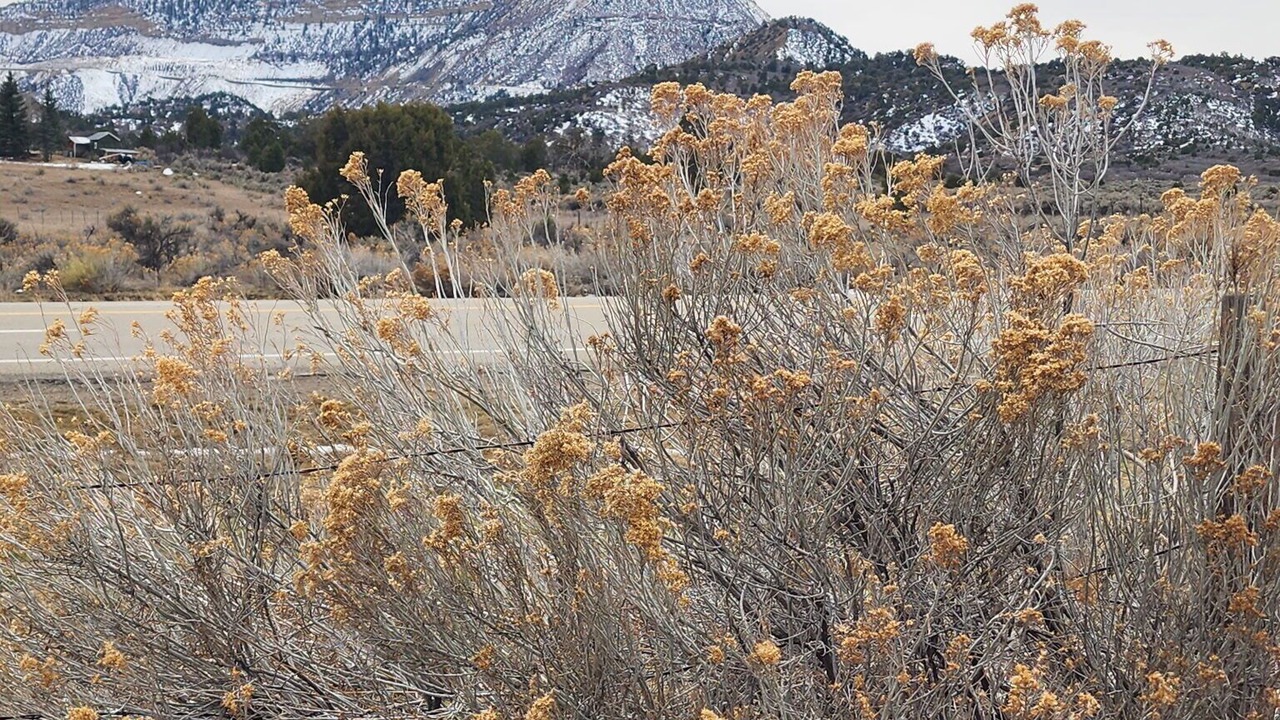 Photo of Others in Mancos