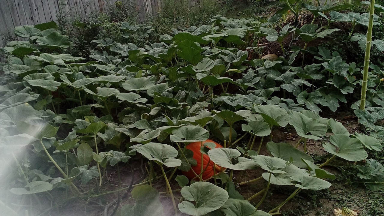 Photo of Outdoor in Delta