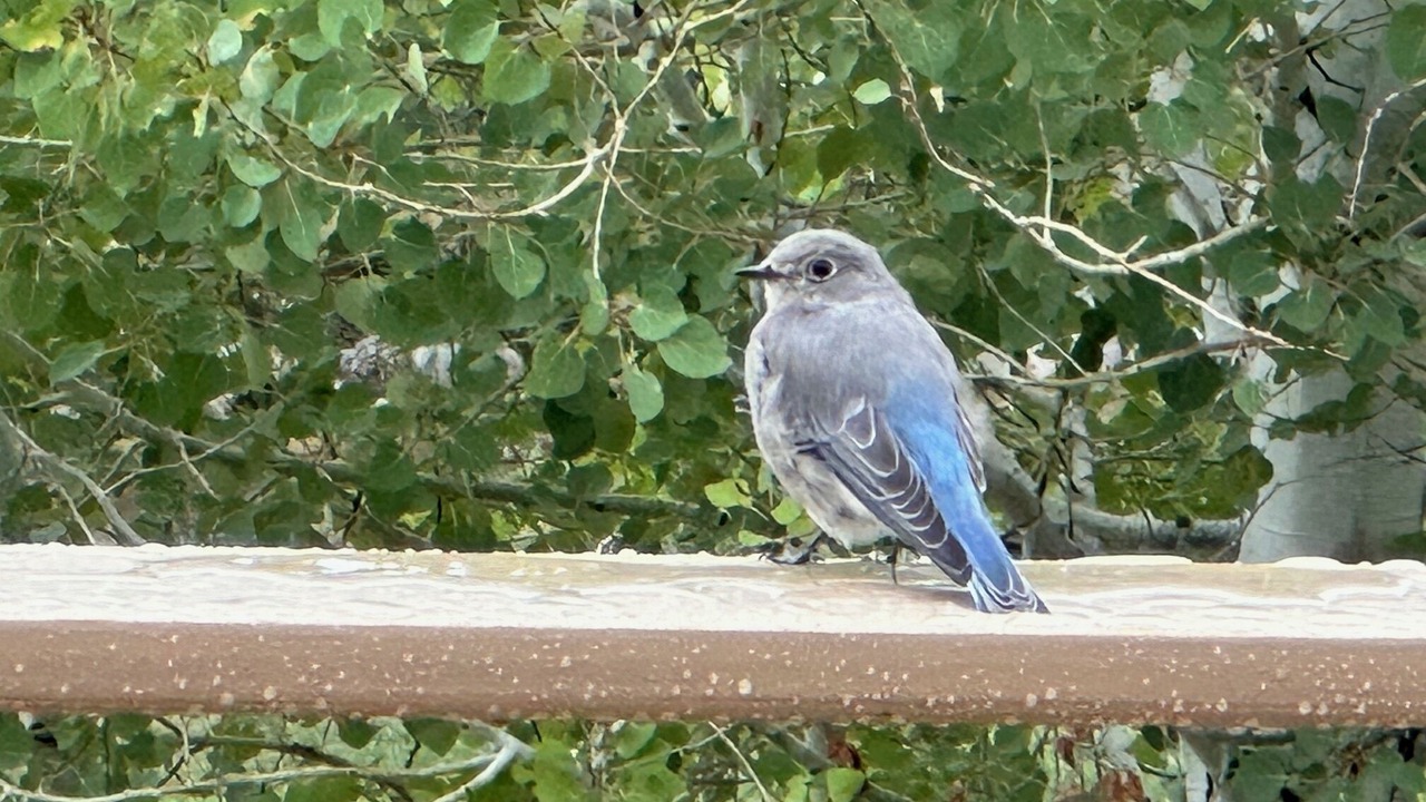 Photo of Others in Steamboat Springs