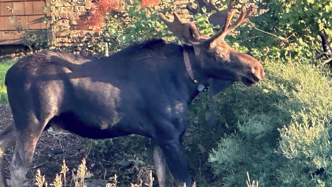 Photo of Others in Steamboat Springs