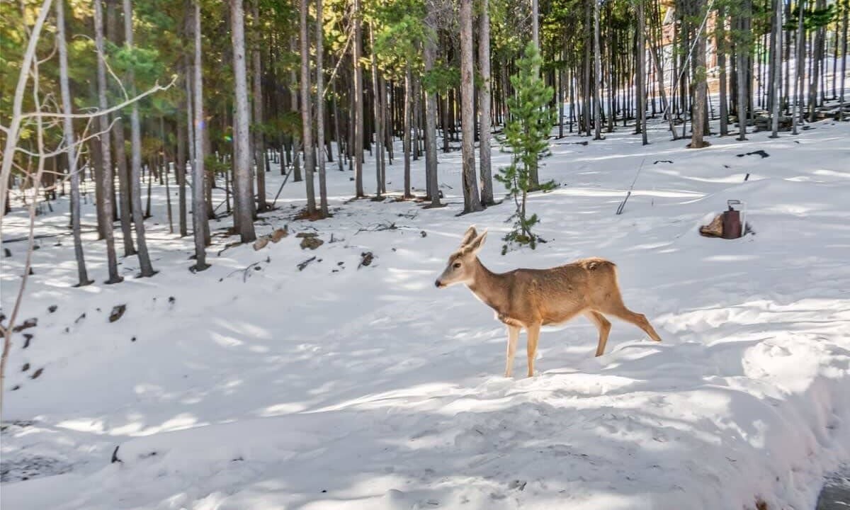 Photo of Others in Evergreen