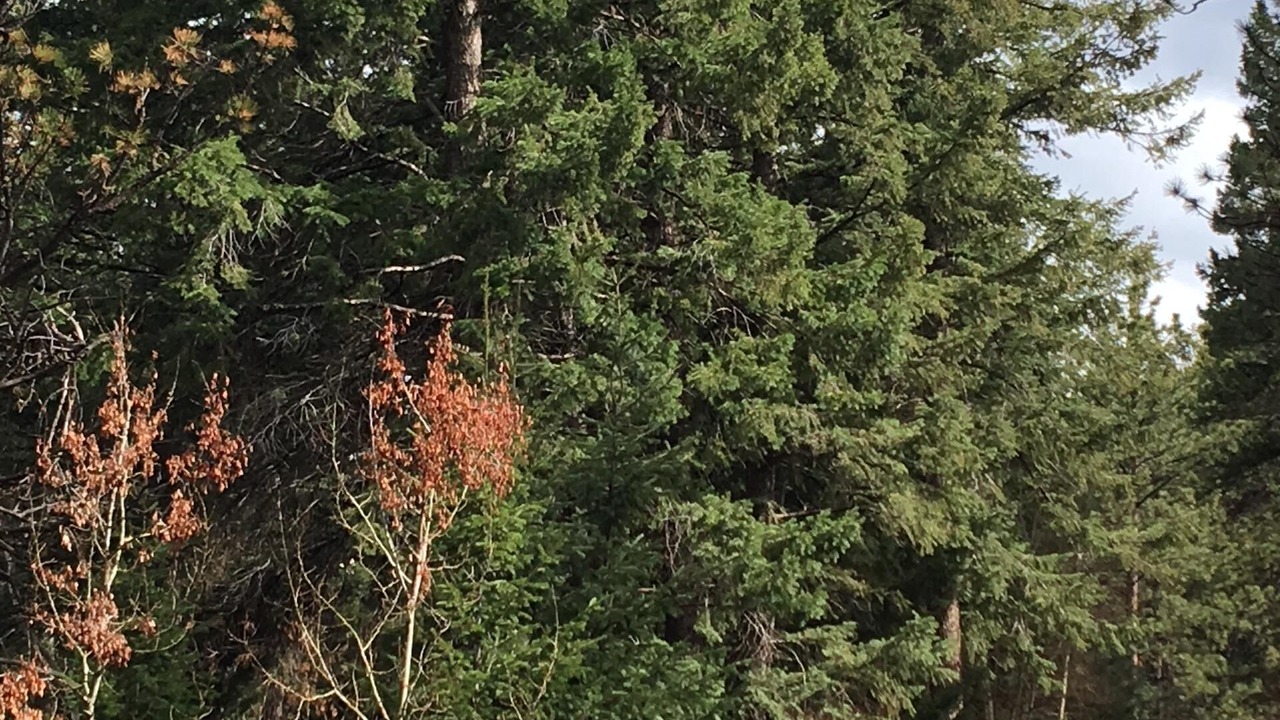 Photo of Others in Woodland Park