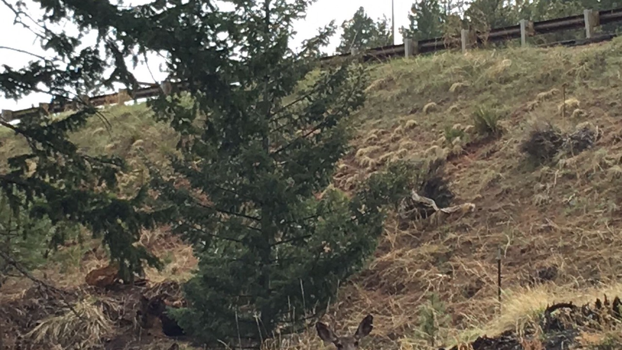 Photo of Others in Woodland Park