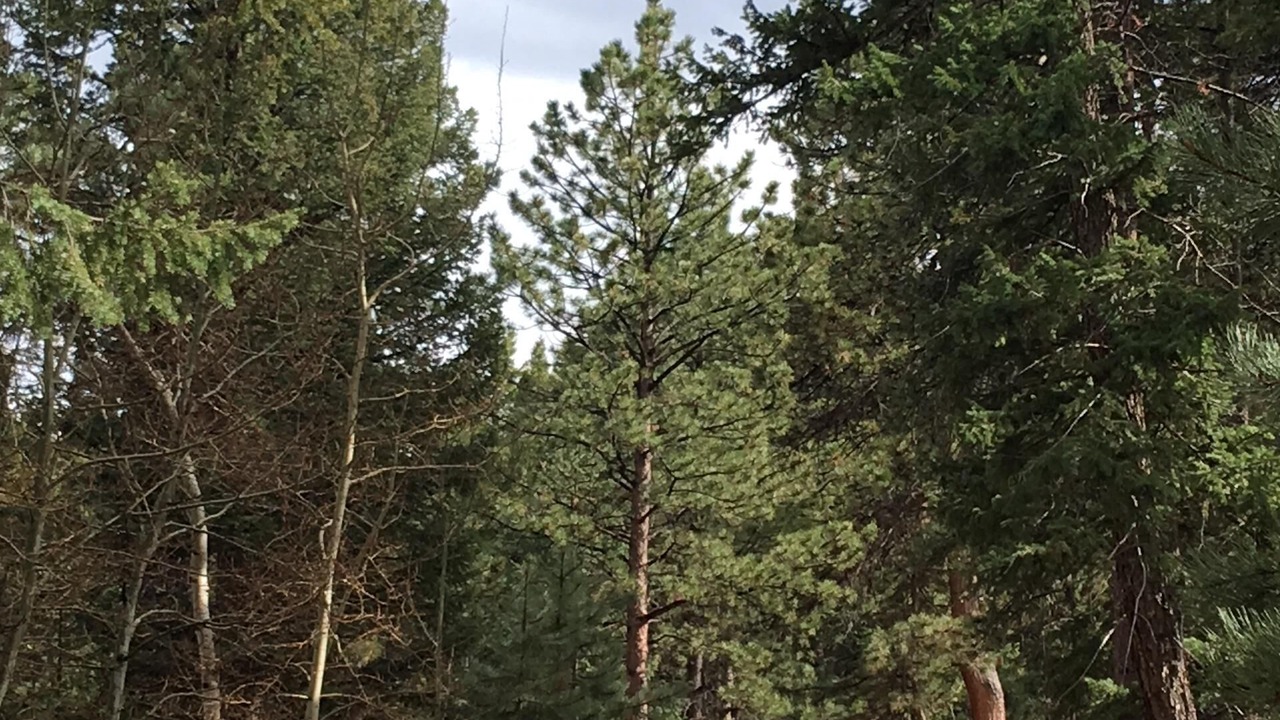 Photo of Others in Woodland Park