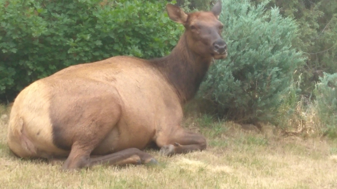 Photo of Others in Evergreen Meadows