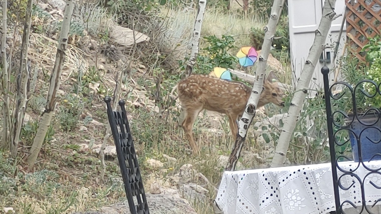 Photo of Others in Evergreen Meadows