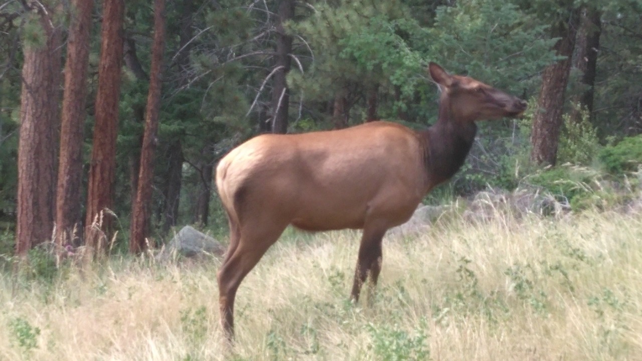 Photo of Outdoor in Evergreen Meadows