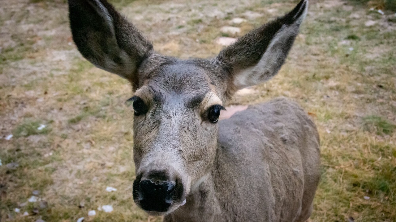 Photo of Others in Evergreen Meadows