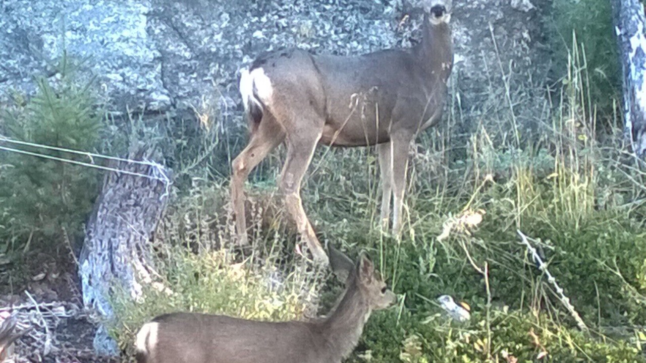 Photo of Others in Evergreen Meadows
