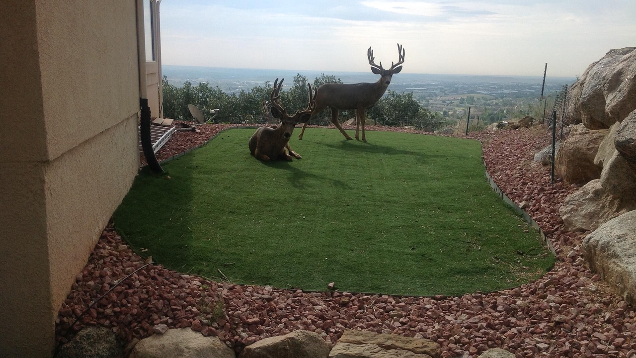Photo of Others in Southwest Colorado Springs
