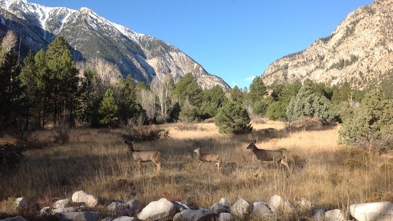 Photo of Others in Buena Vista