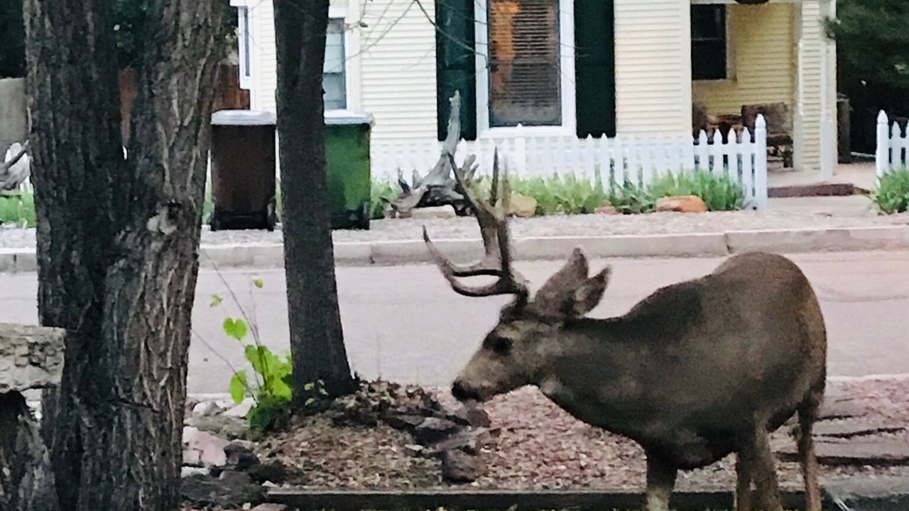 Photo of Others in Colorado Springs