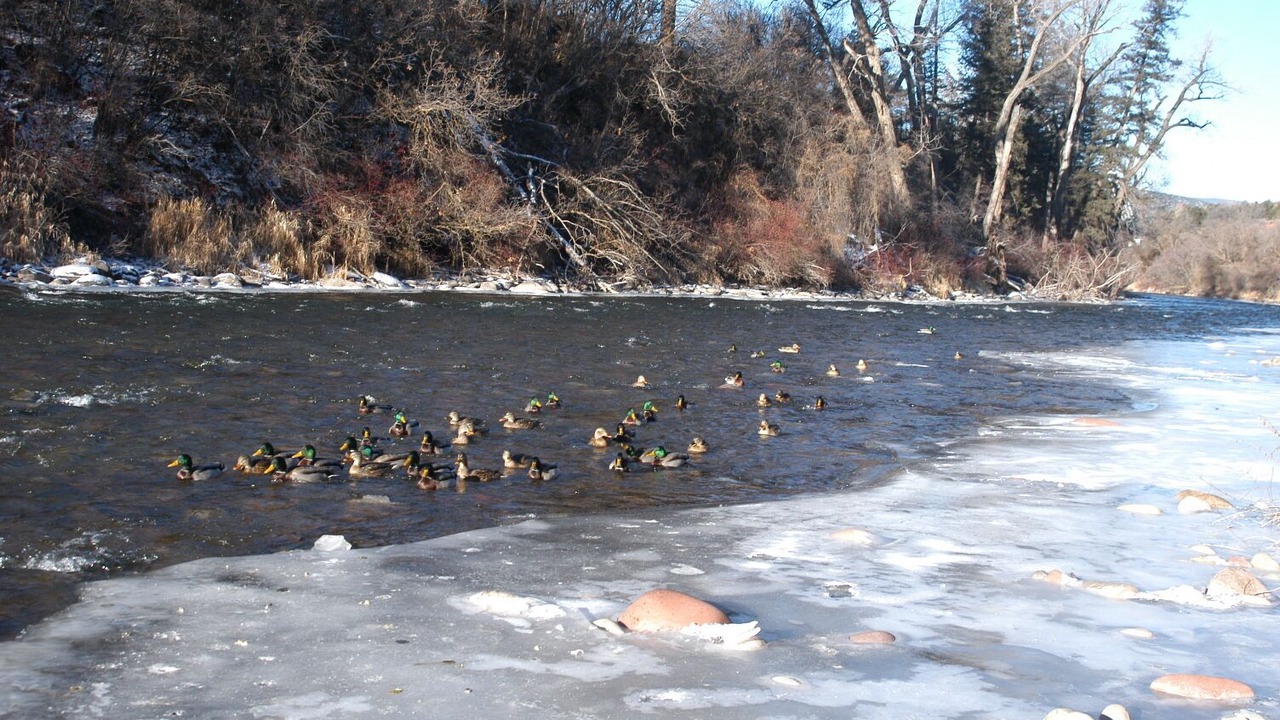 Photo of Others in Carbondale