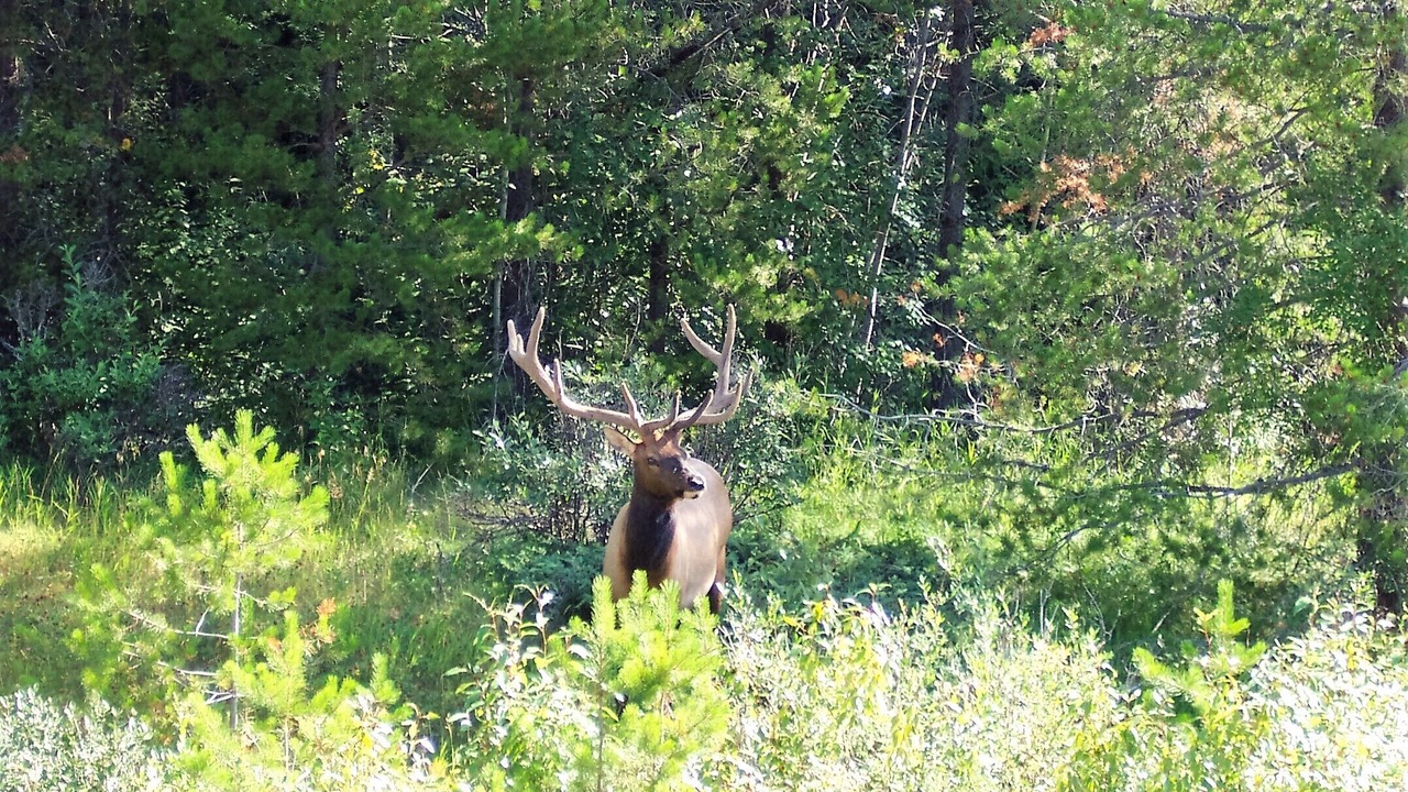 Photo of Outdoor in Antonito