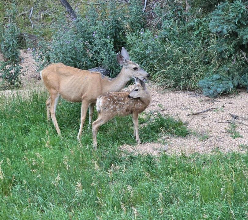 Photo of Outdoor in Woodland Park