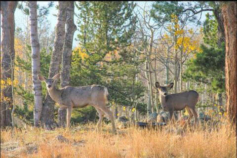 Photo of Others in Glenwood Springs