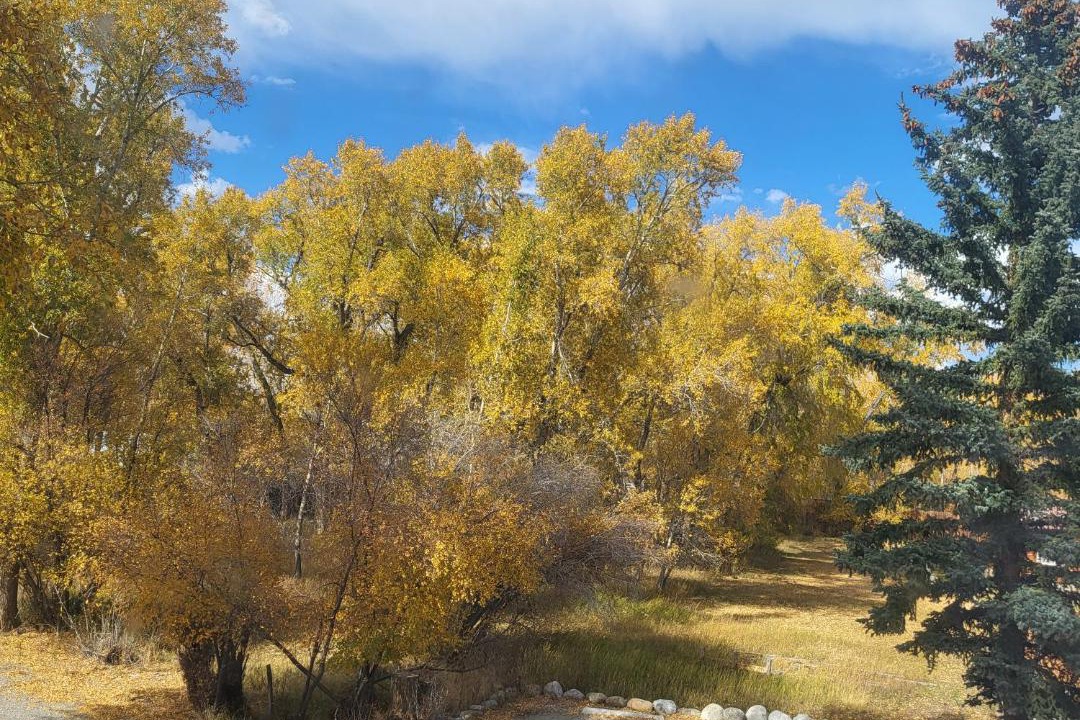 Photo of Others in Buena Vista