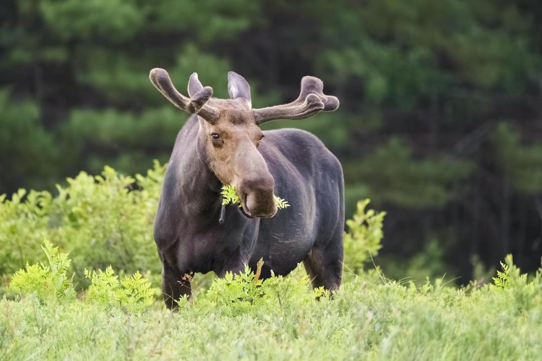 Photo of Others in Fraser