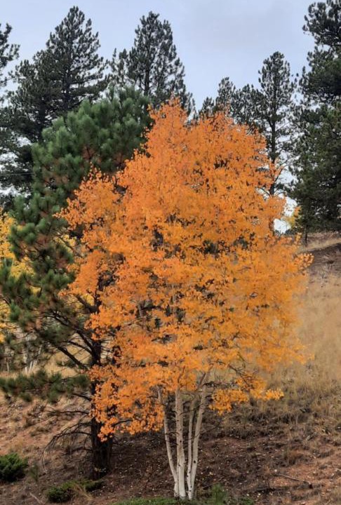Photo of Outdoor in Divide