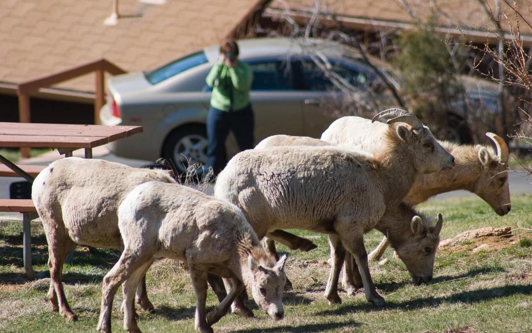 Photo of Others in Estes Park