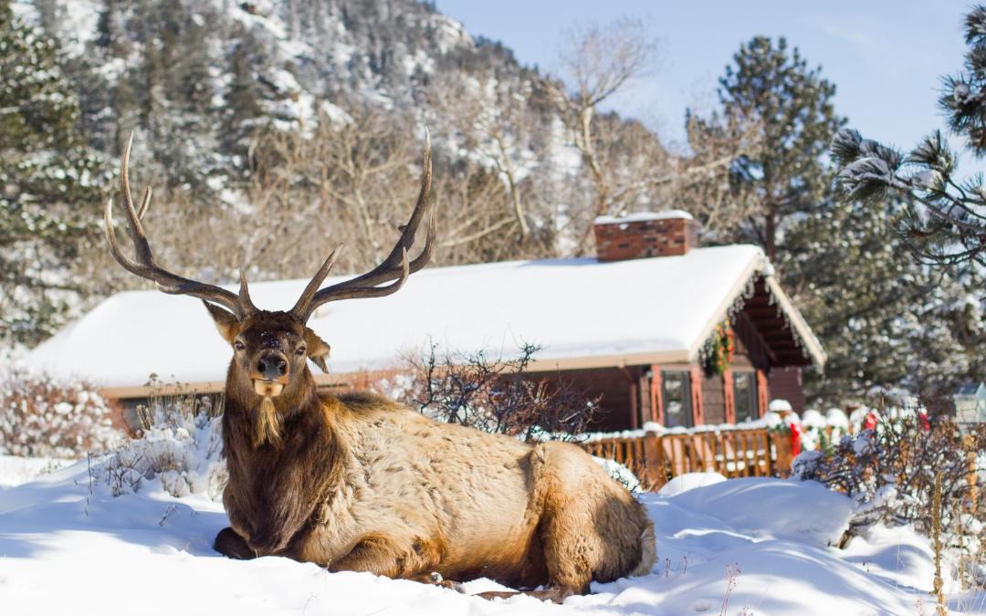 Photo of Others in Estes Park