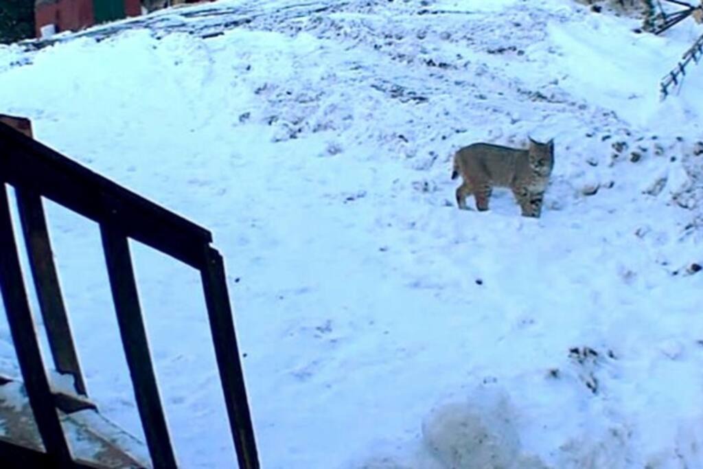 Photo of Others in Woodland Park