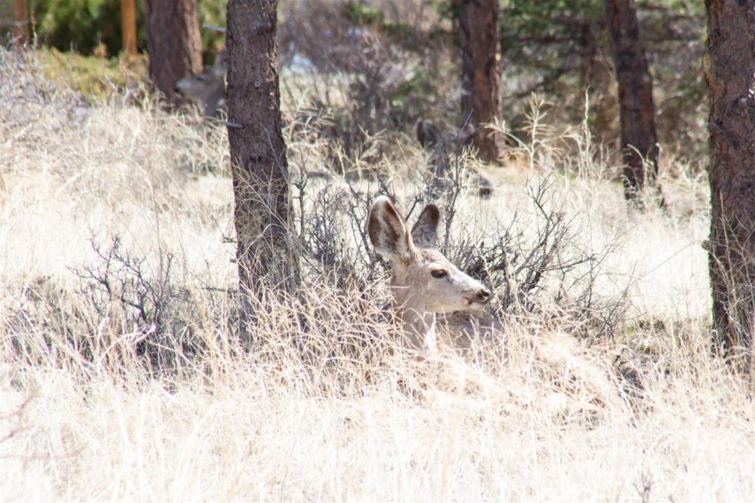 Photo of Others in Estes Park