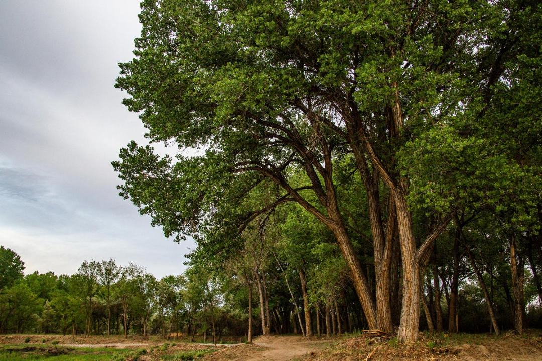 Photo of Outdoor in Delta