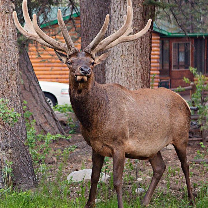 Photo of Others in Estes Park